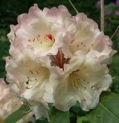 Rhododendron yakushimanum 'Flava'