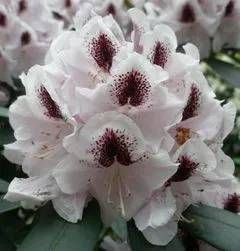 Rhododendron Hybride 'Schneeauge'