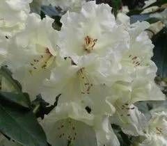 Rhododendron Hybride 'Humboldt'
