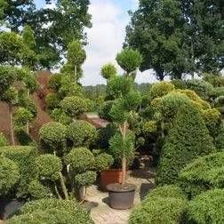 Blick auf mehrere Formgehölze in verschiedenen Kübeln
