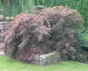 Großer Strauch im Garten