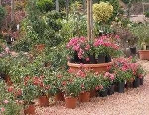 verschieden große Kübel mit Rosen