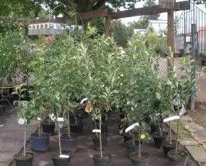 Mehrere Obstgehölze