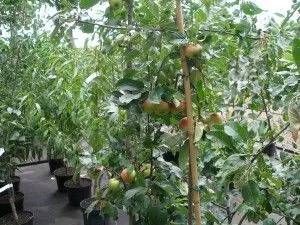 Mehrere Obstgehölze