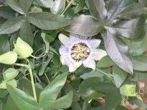 Nahaufnahme einer blühenden Pflanze