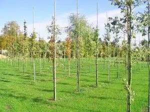 Hohe dünne Bäume auf einem Feld