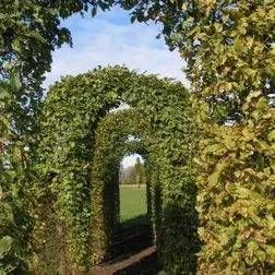 Formgehölze als Torbogen geschnitten