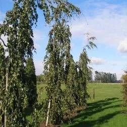 mehrere hohe Weidenbäume auf Wiese