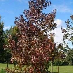 Baum mit roten Blättern