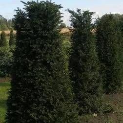 Kegelförmig beschnittene Nadelgehölze