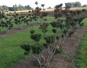Zwei Reihen von Formgehölzen auf einem Feld