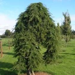 Nadelbaum an einem Feldrand