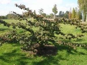 Laubgehölz auf einem Feld