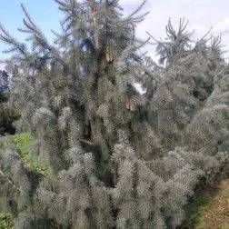 Mehrere Tannen in einer Reihe