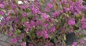 Zierstrauch mit lila Blüten