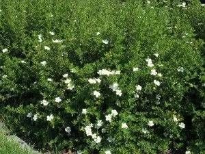 Bodendecker Potentilla mit weißen Blüten