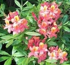 Rhododendron (Azalea) luteum 'Berryros'