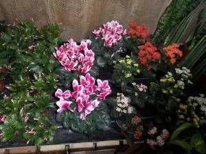 Pflanzen mit unterschiedlichen Blüten und Farben