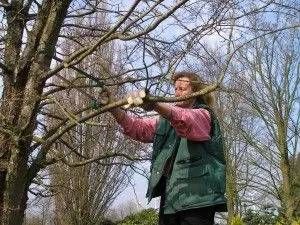 Beschnitt eines Baums