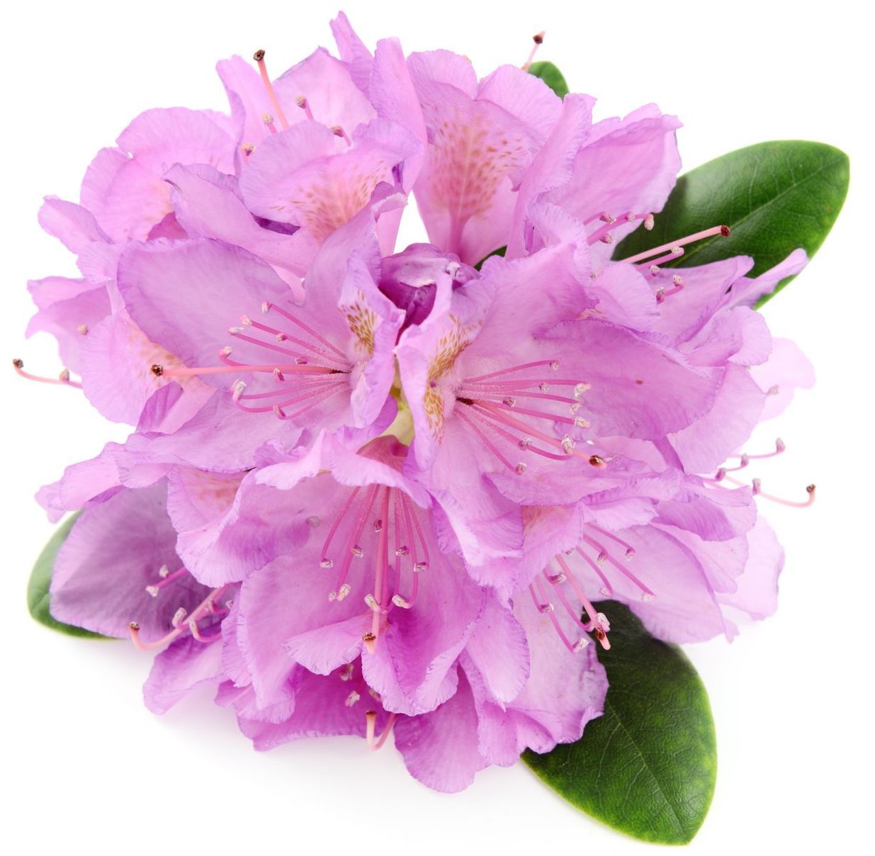 Verschiedene Grünpflanzen als Bund