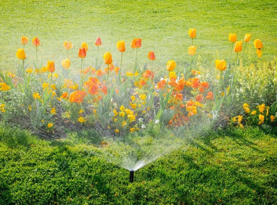 Sprenkler im garten versorgt Blumenbeet mit Wasser