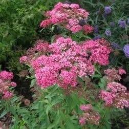 Bodendecker Spiraea mit pinken Blüten
