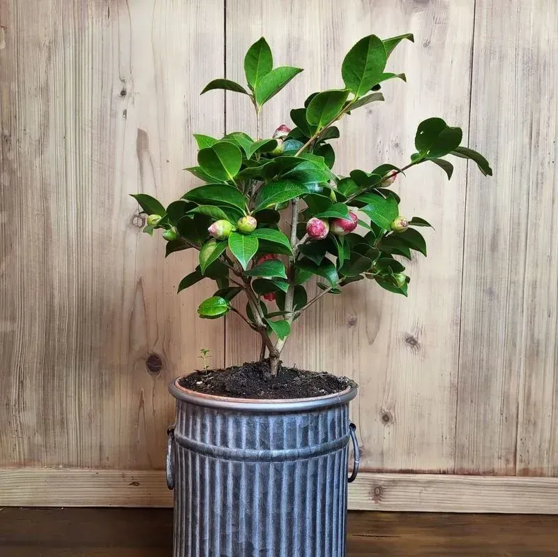 Plantes d'intérieur  - Flower Addict 