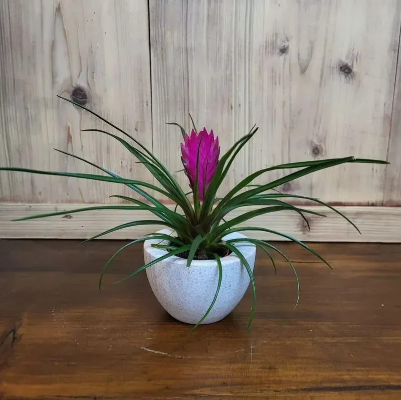 Fleurs en pot  - Flower Addict 