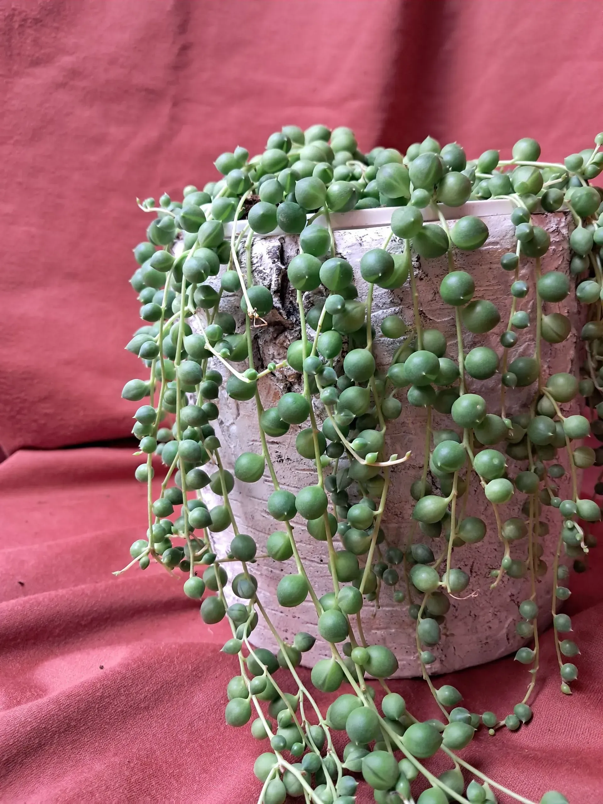 Plantes grasses pour intérieur  - Flower Addict 