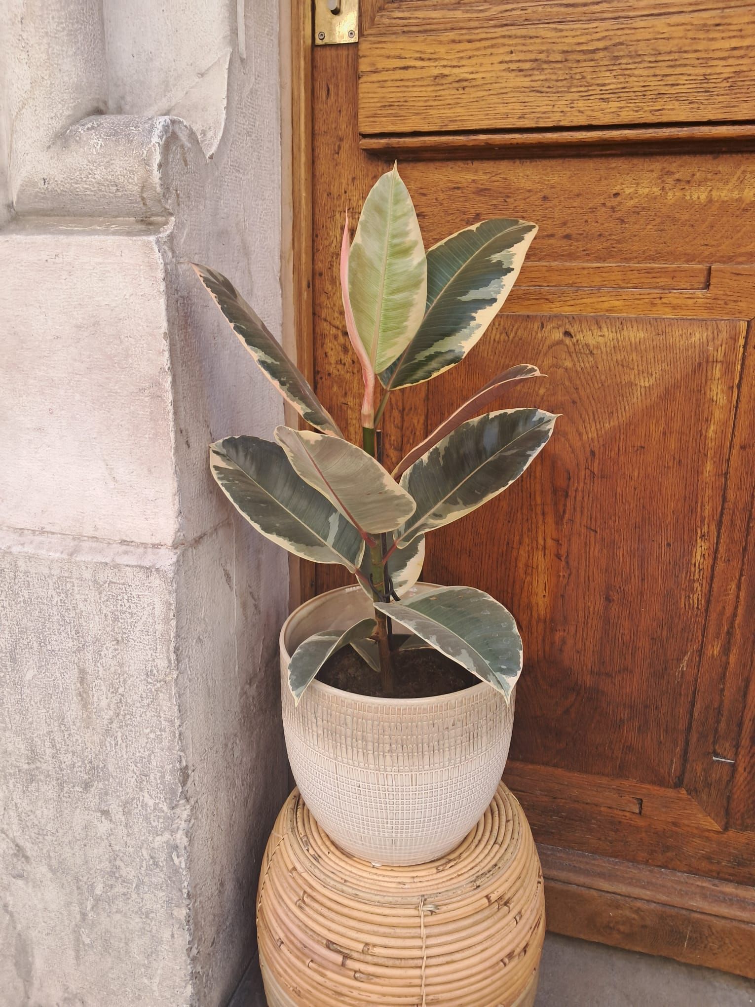 Flower Addict - plantes intérieures