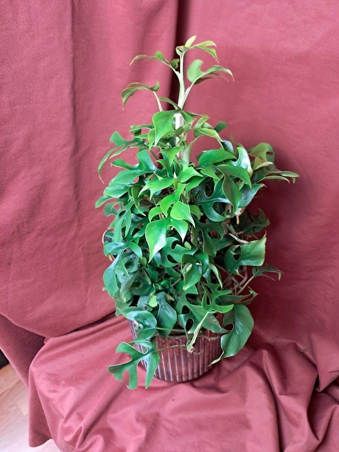 Montserrat - Flower Addict