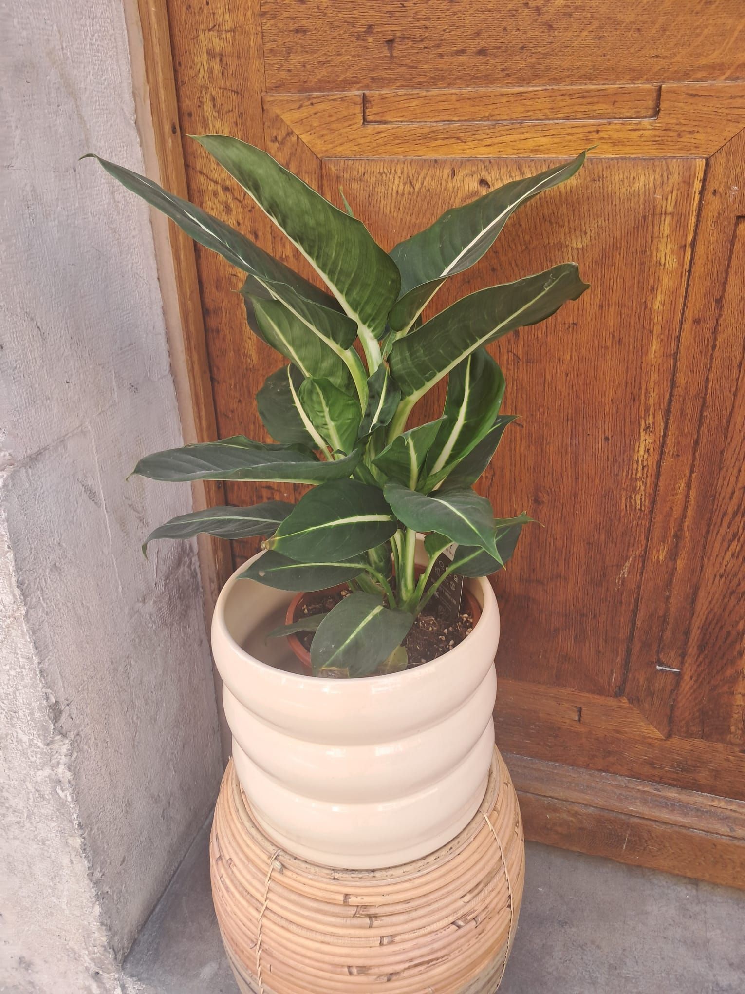 Plantes et caches pots  - Flower Addict