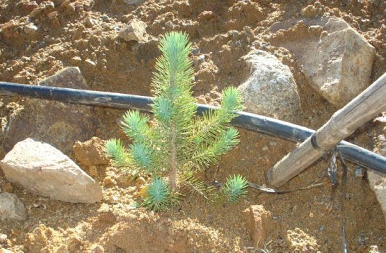 Un pequeño pino crece en la tierra al lado de una manguera.
