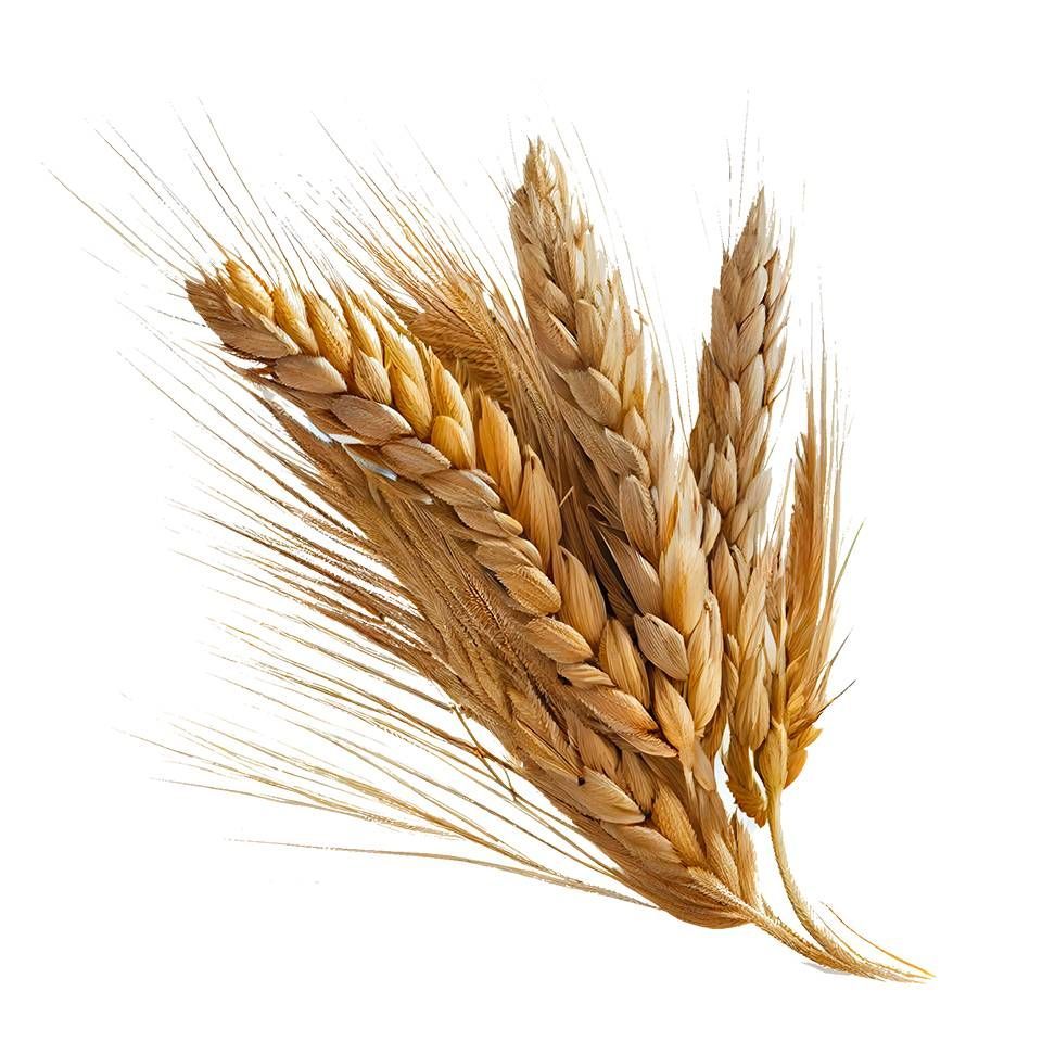 Eine Gruppe goldener Weizenähren mit langen und feinen Grannen, freigestellt auf weissem Hintergrund.