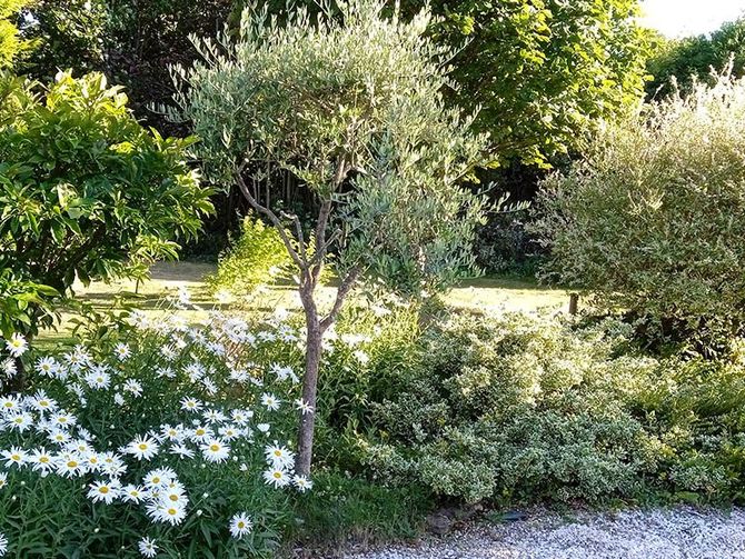 Un jardin avec un olivier et des marguerites, avec d'autres feuillages verts, éclairé par la lumière du soleil.