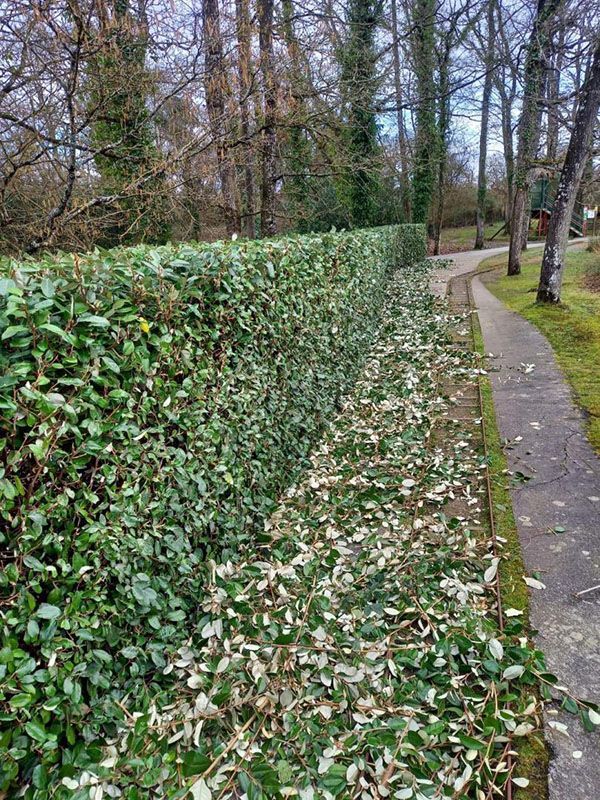 Haie verte taillée à côté d'un chemin en béton, feuilles mortes éparpillées sur le sol.