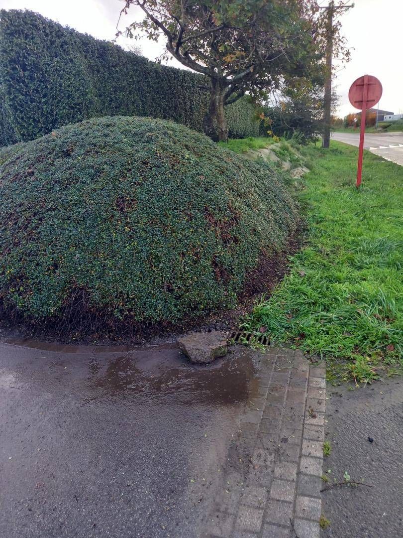 Buissons verts et herbe à côté d'un chemin pavé, avec un panneau rouge et un arbre en arrière-plan.