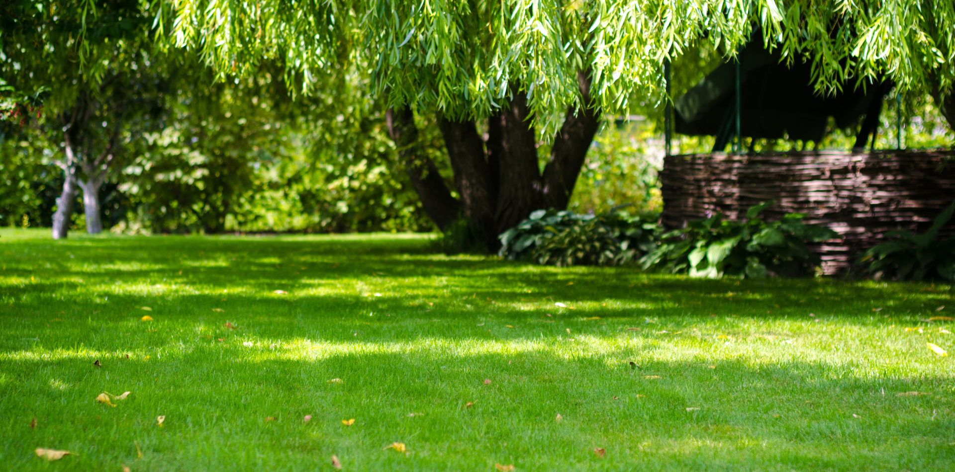Pelouse verte sous un grand arbre aux feuilles pendantes et une clôture brune.