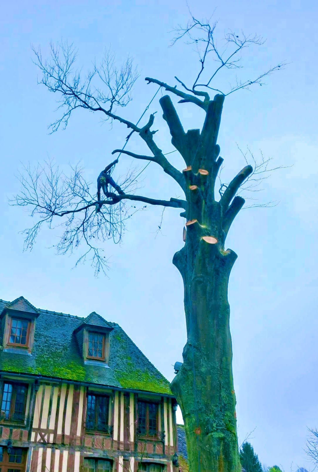 Les branches d'un arbre au soleil