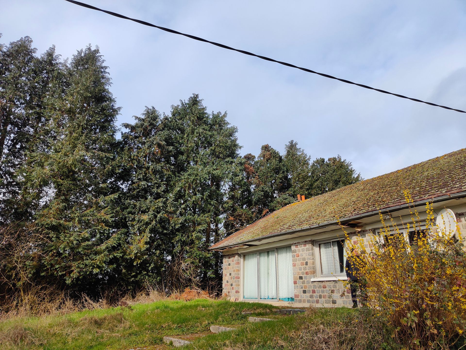 Un terrain avant abattage de sapins