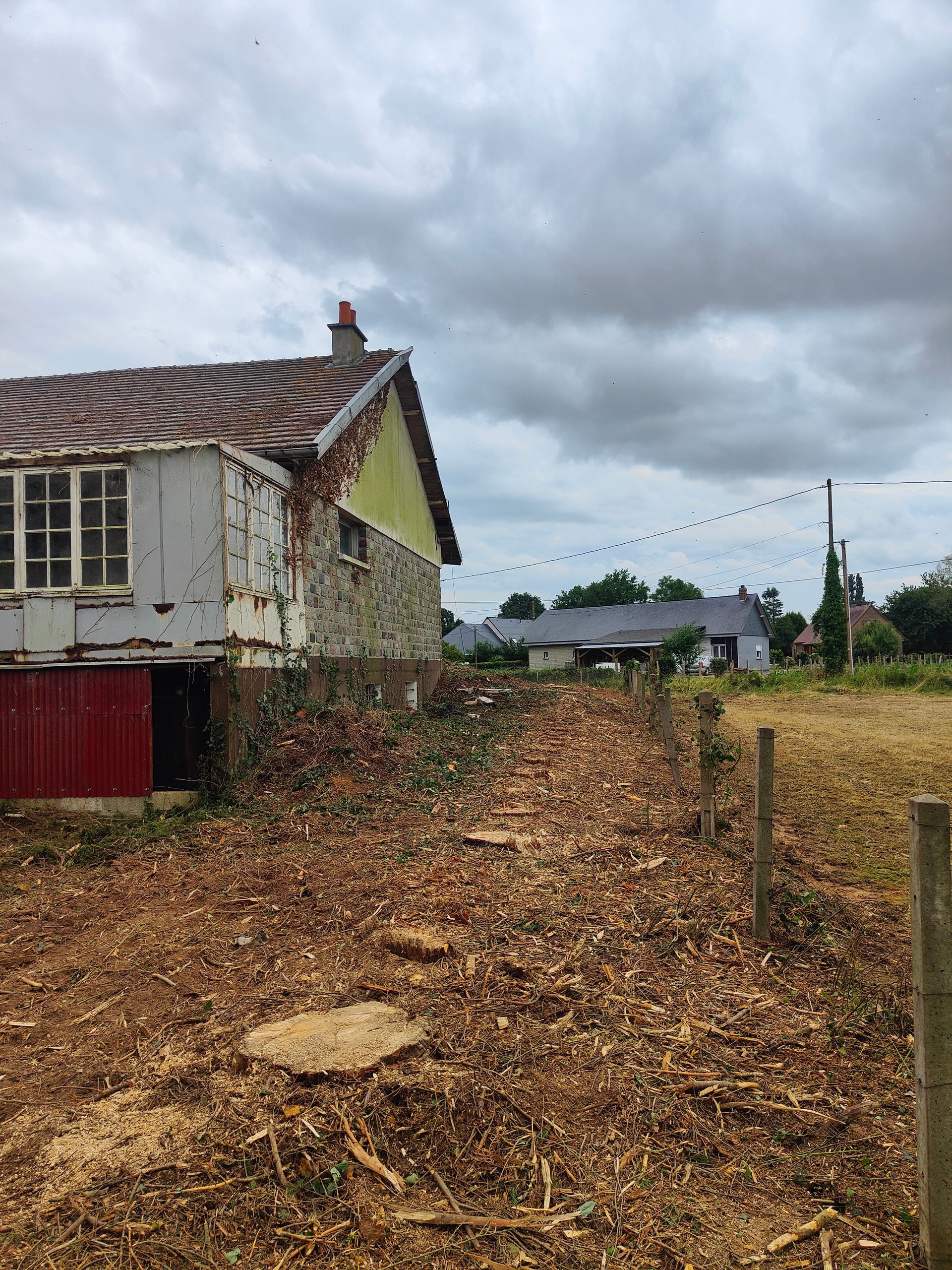 Un terrain après abattage de sapins
