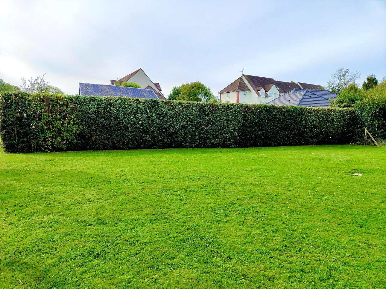 Une pelouse verte dans un jardin avec une haie