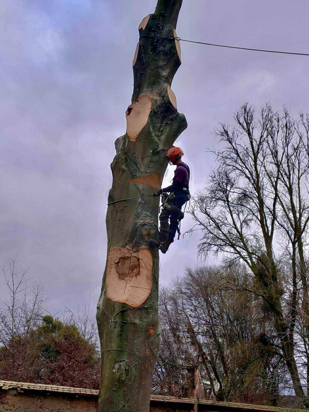 Un élagueur d'Arbor & Paysage en démontage d'arbre