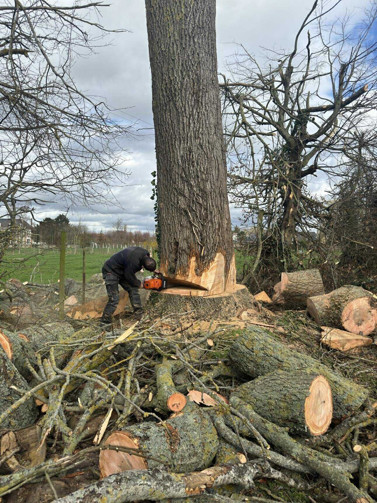 Les branches d'un arbre abattu