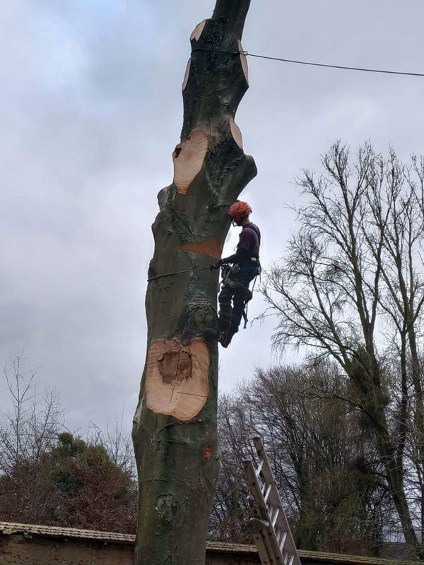 Un élagueur en train de démonter un arbre avant abattage