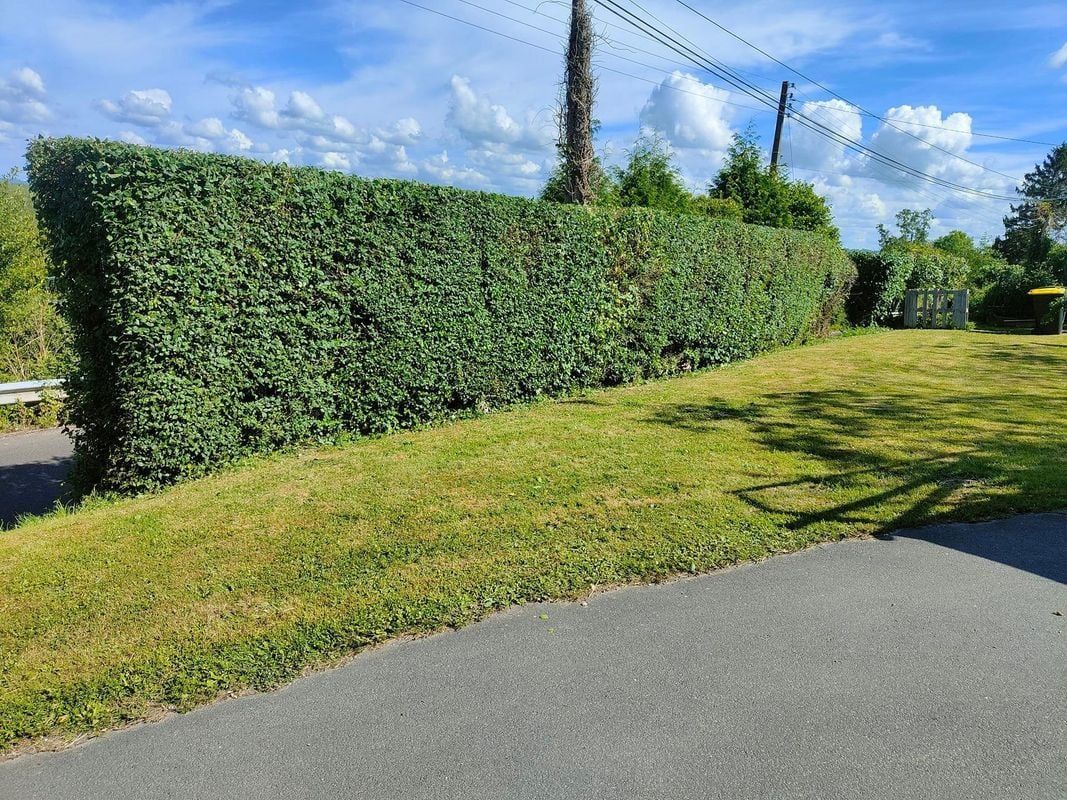 Une haie bien taillée