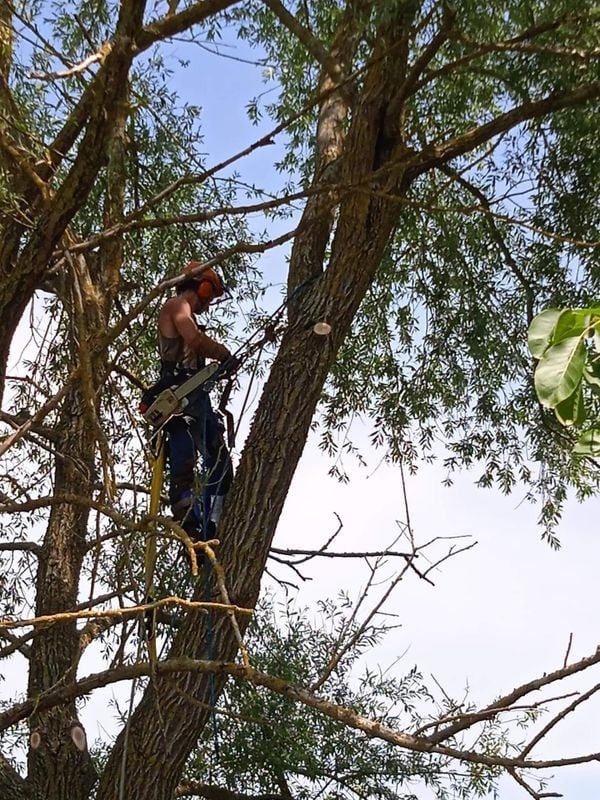 Un élagueur d'Arbor & Paysage