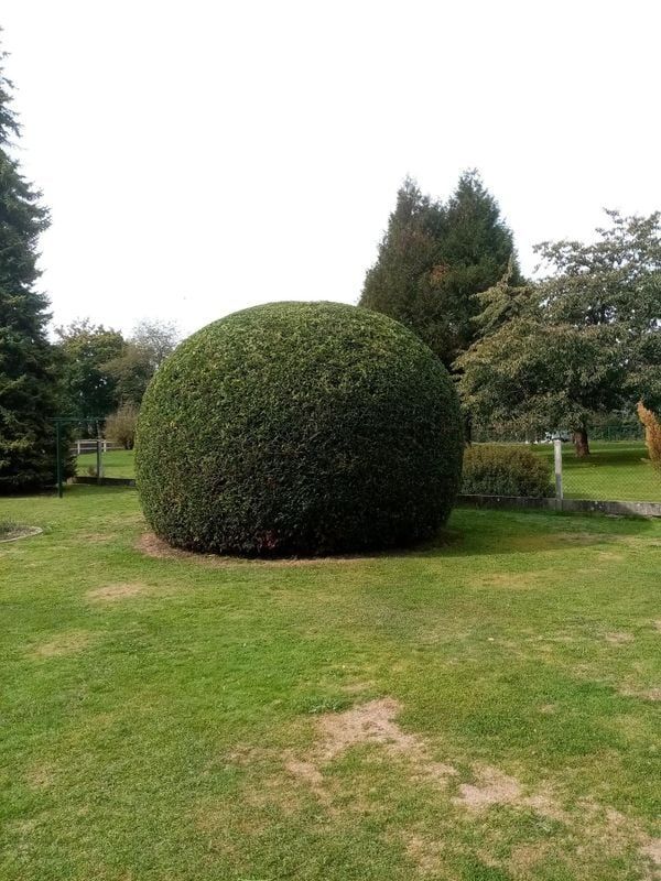 Un buisson en forme de boule