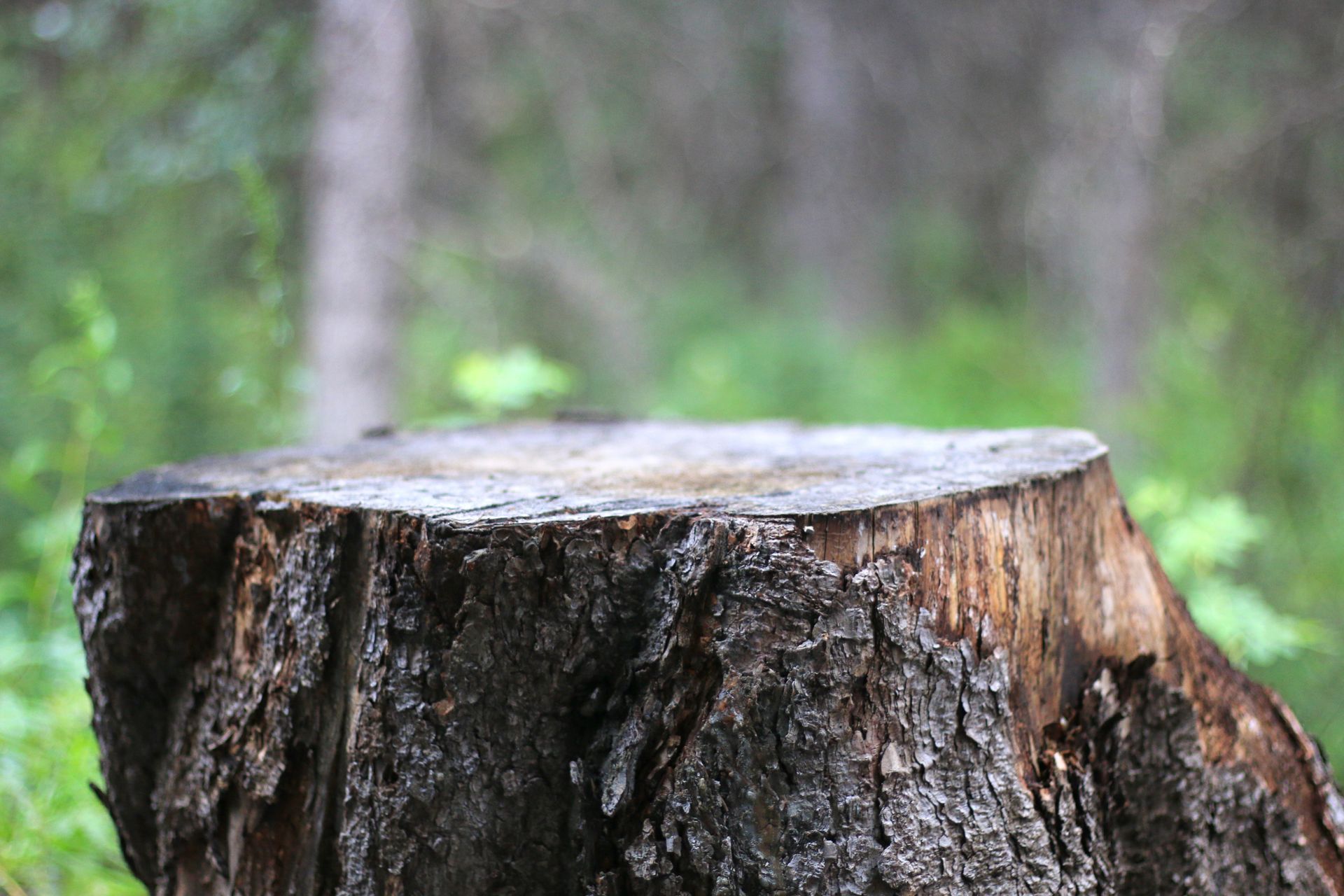 Une souche d'arbre vue de côté