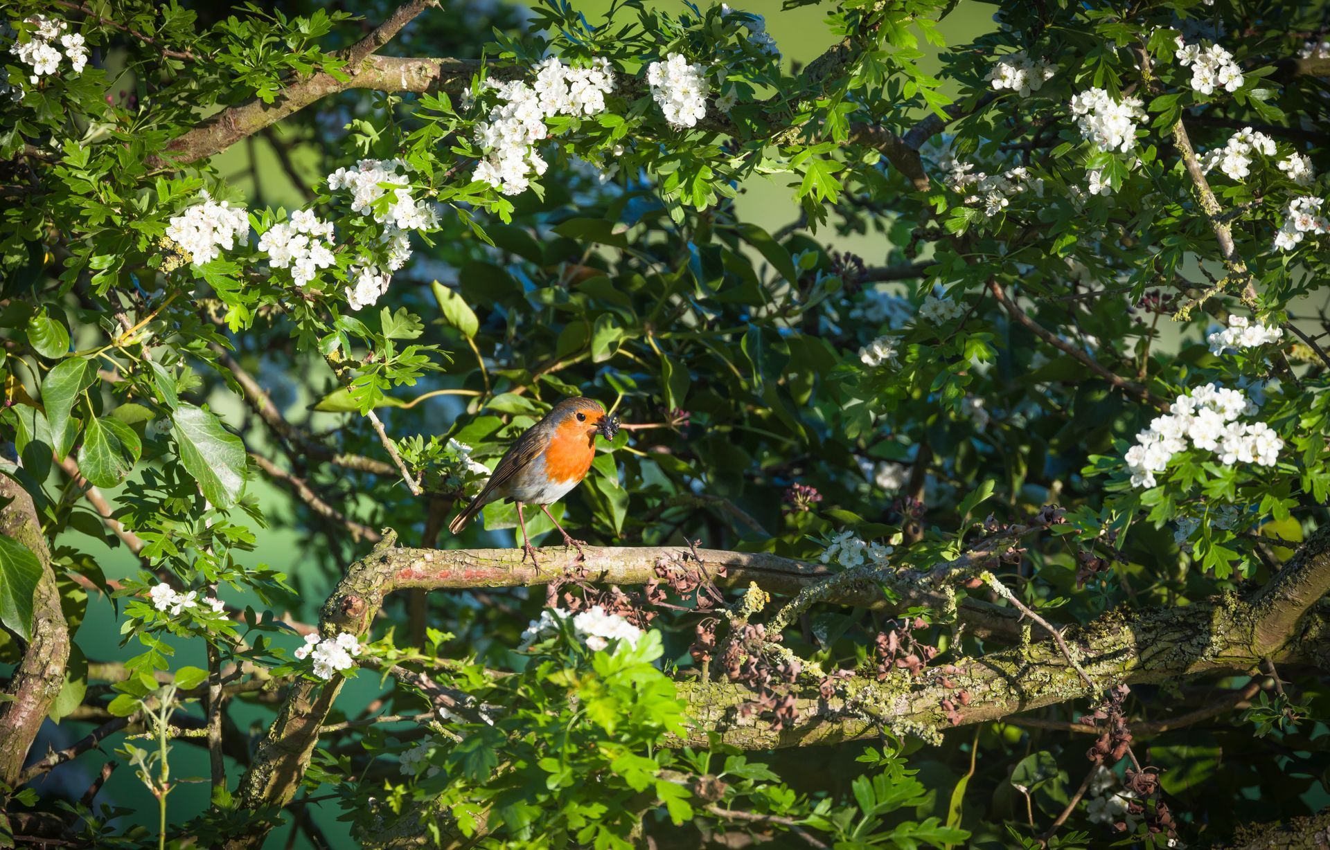 Un oiseau dans une haie